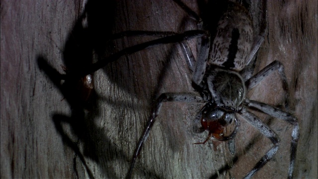 一只猎人蜘蛛用嘴叼着一只爬树的蟑螂。视频下载