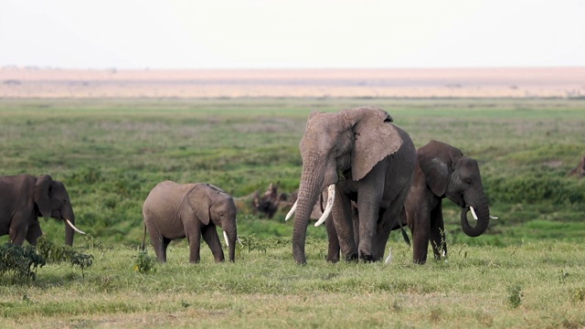 大象家族在安博塞利茂盛的草地上吃草视频素材