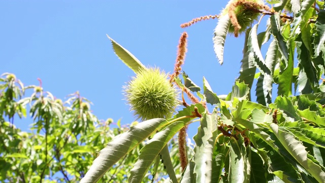 栗树的果实和树叶随风飘动，天空湛蓝视频下载