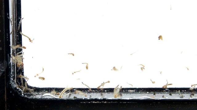 游泳时产生蚊子幼虫视频素材