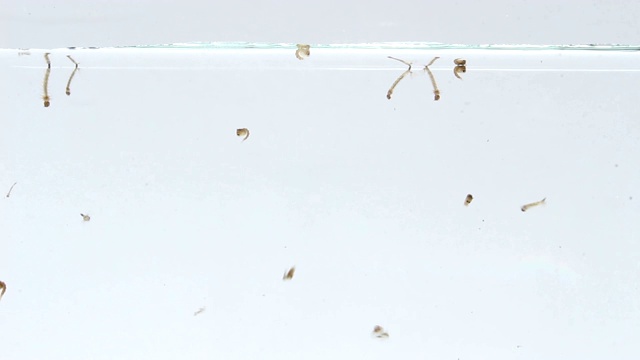 游泳时产生蚊子幼虫视频素材