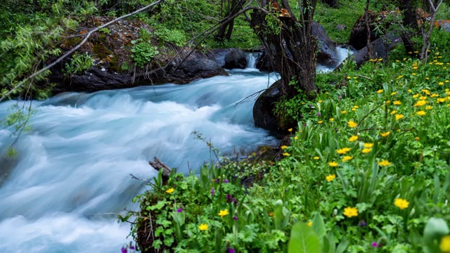 运动被绿色植被和鲜花包围的冰川河流的一段时间视频下载