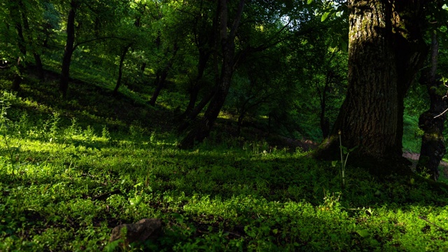 世界上最大的栗树森林位于吉尔吉斯斯坦视频素材