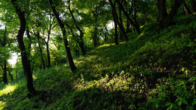 世界上最大的栗树森林位于吉尔吉斯斯坦视频下载