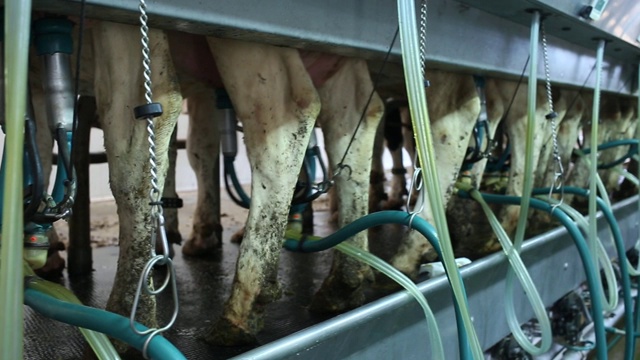 现代奶牛场的挤奶设施视频素材