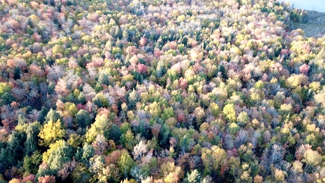 枫叶改变颜色在安大略省，加拿大，秋天的季节背景视频素材