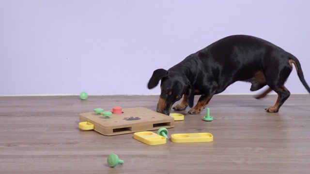 聪明的腊肠狗，黑色和棕色，在地板上玩狗拼图。解开谜语，拿出零食。智力和鼻子训练视频素材