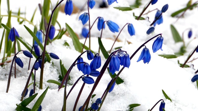 雪下的蓝色小花视频素材