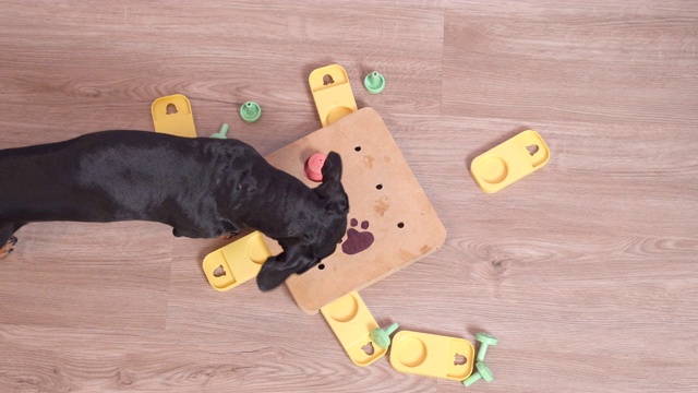 俯视图聪明的腊肠犬，黑棕相间，玩嗅探益智游戏。解开谜语，拿出零食。智力和鼻子训练视频素材