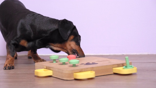 腊肠犬，黑犬和棕犬，在益智活动中进行嗅探游戏。解开谜语，拿出零食。智力和鼻子训练视频素材
