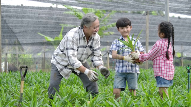 孙辈和爷爷一起在他的花园里种一棵新树，孩子扶着植物，爷爷扶着铁锹。视频素材