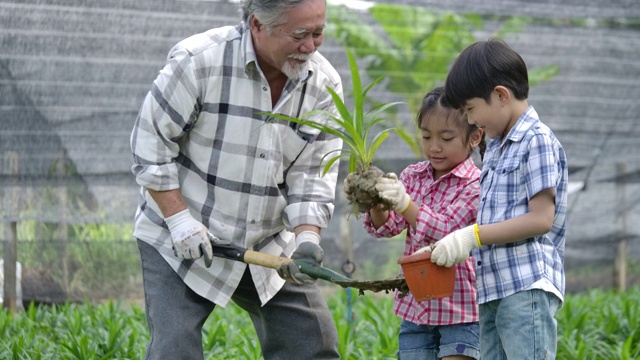 孙辈和爷爷一起在他的花园里种一棵新树，孩子扶着植物，爷爷扶着铁锹。视频素材