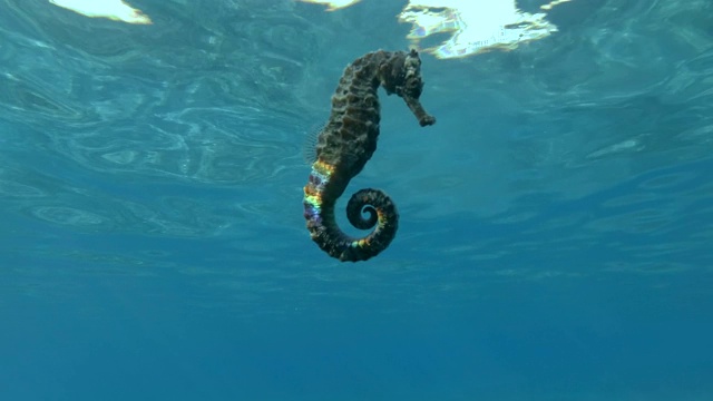 海马在阳光下的蓝色海水背景下慢慢地游泳。水下拍摄,4 k / 50帧/秒视频下载
