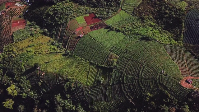 无人机拍摄的泰国北部山区附近稻田的鸟瞰图视频素材