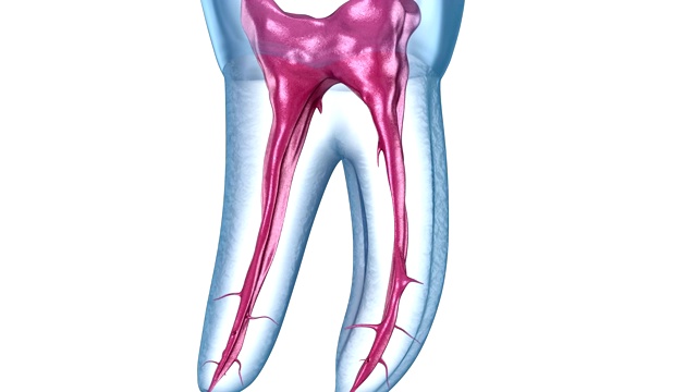 牙根解剖学-上颌第一磨牙。医学精确牙科3D动画视频下载