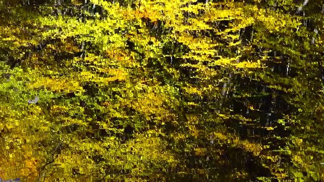秋天的树叶和森林池塘。视频素材