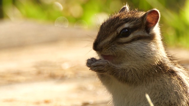 西伯利亚花栗鼠(Eutamias sibiricus) -兴安自然保护区，俄罗斯视频下载