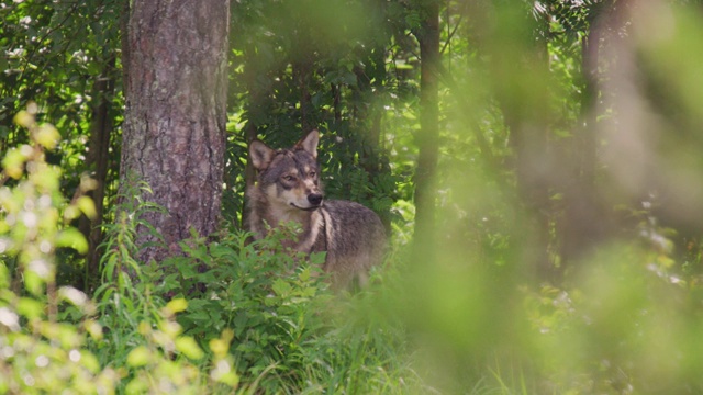 在茂密的夏季森林里，大灰狼在寻找对手和危险视频下载