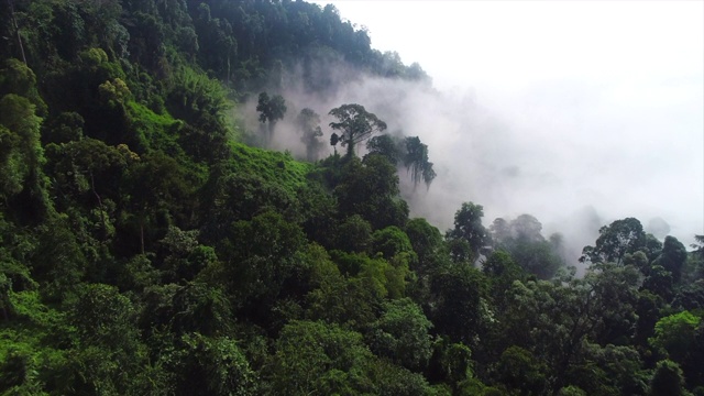 无人机拍摄了清晨浓雾弥漫的雨林视频下载