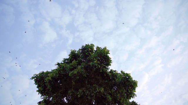 慢动作跟踪鸟群在自然树上飞行视频素材