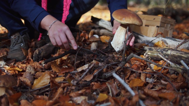 一个女人在森林里发现了一个大蘑菇。视频素材