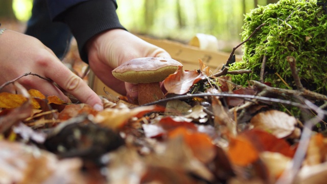 一个女人在森林里发现了一个蘑菇。视频素材