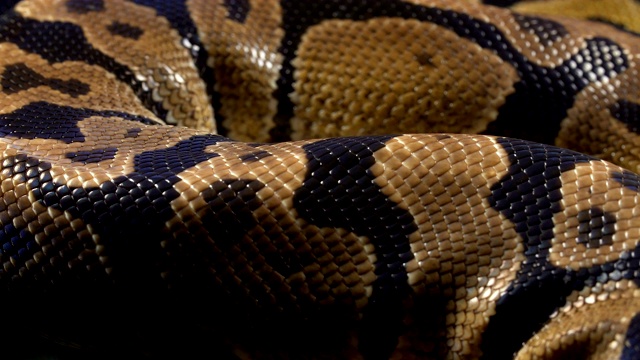 球皇家蟒蛇的视频在黑色视频素材