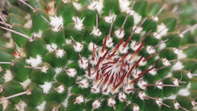 特写的绿色仙人掌植物与尖锐的红色刺视频素材