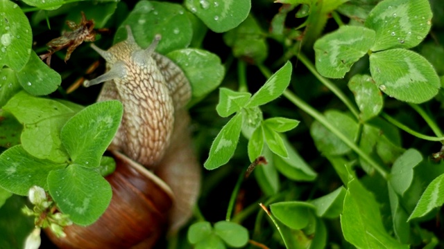 蜗牛在草里爬行和吃东西视频下载