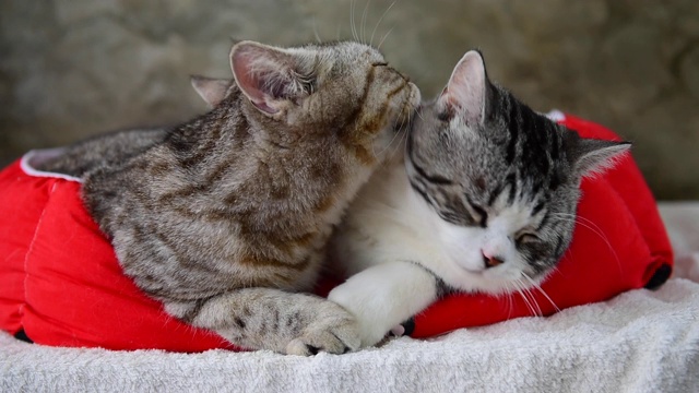 靠近两个熟睡的可爱的猫在篮子红色的床。视频下载