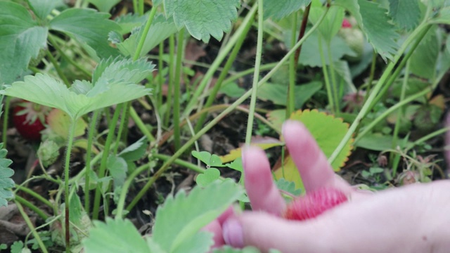 在水果农场的田里采摘成熟的草莓视频素材