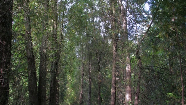 森林中的小径视频下载