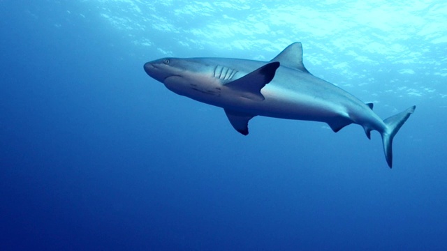 密克罗尼西亚，雅浦，Vertigo的灰礁鲨视频下载
