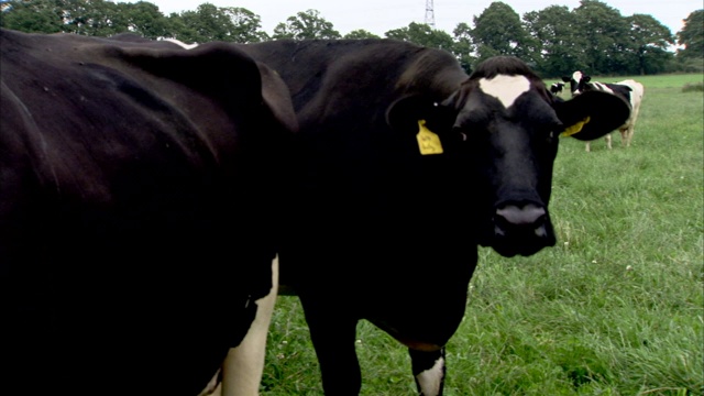 田野里，牛的耳朵上挂着标签。视频下载