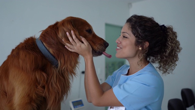 美丽的金毛猎犬舔女兽医的脸颊在咨询期间，她微笑视频下载