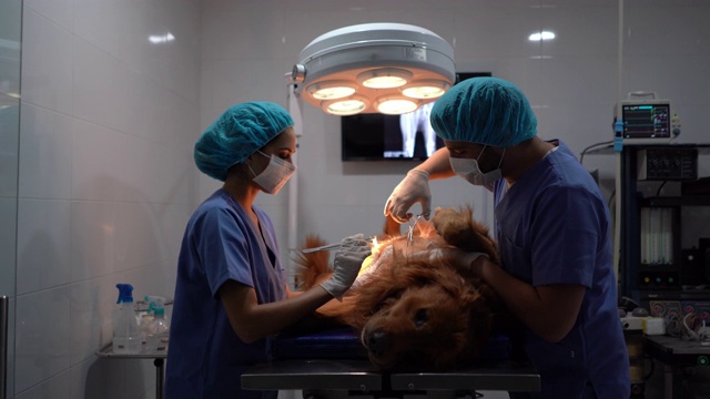 一位拉丁美洲妇女在给狗做手术时将器械交给兽医视频下载