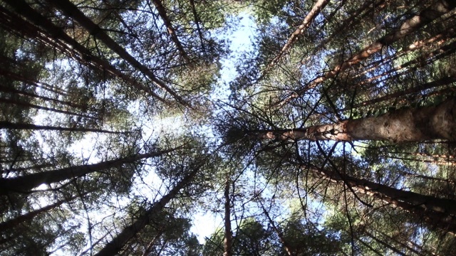 从底部看，有一排排高大的绿色雪松。美丽的白天风景在松树林在阿塞拜疆。鱼眼镜头的镜头拍摄视频素材