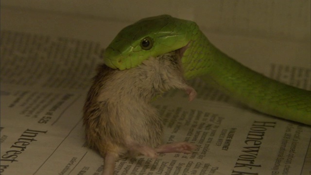 一条鲜绿色的蛇嘴里叼着一只老鼠。视频素材