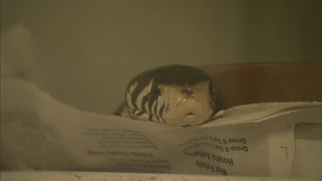 一只森林眼镜蛇轻弹舌头，把头搁在一张报纸上。视频素材