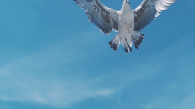 白色的海鸥在头顶上飞翔视频素材