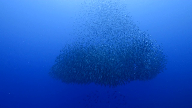库拉索岛附近加勒比海珊瑚礁中的鱼饵球/鱼群视频素材