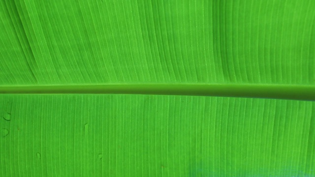 香蕉树的叶子有纹理的背轻清新的绿叶抽象的背景视频素材