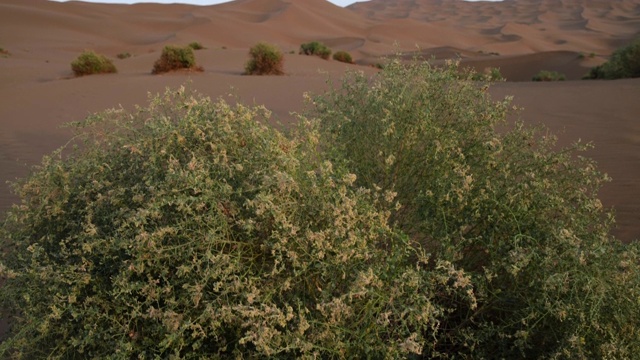 新疆沙漠植物的倾斜视频下载