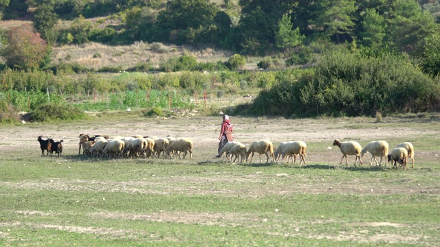 女牧羊人和一群羊视频素材