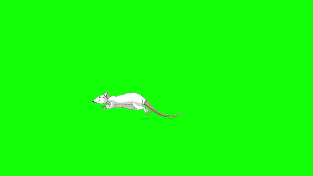 小白鼠来回跳跃的动画色度键视频下载