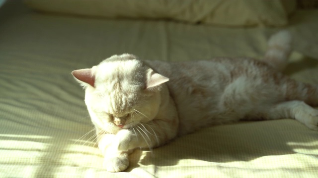 黄猫在床上洗脸的4K视频视频下载