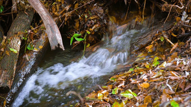 森林小溪在阳光明媚的秋天森林视频素材