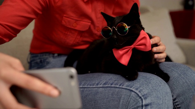非常非常有趣的猫戴着眼镜和领结视频素材
