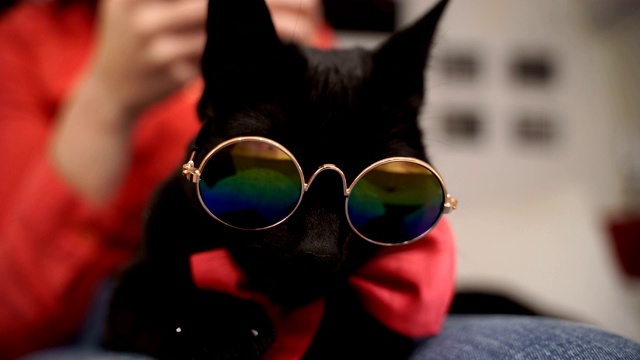 非常非常有趣的猫戴着眼镜和领结。近距离视频素材