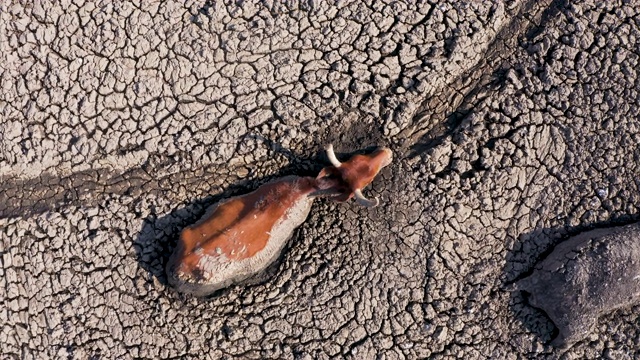直下鸟瞰图，一头奶牛溺水在厚泥从干涸的恩加米湖由于干旱和气候变化，奥卡万戈三角洲，博茨瓦纳视频下载